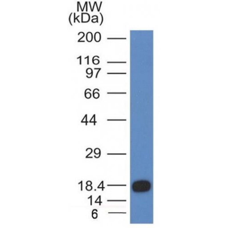 CD117(KIT/983), CF640R conjugate, 0.1mg/mL