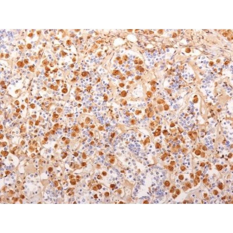 ACTH (Adrenocorticotrophic Hormone)(2F6), CF640R conjugate, 0.1mg/mL