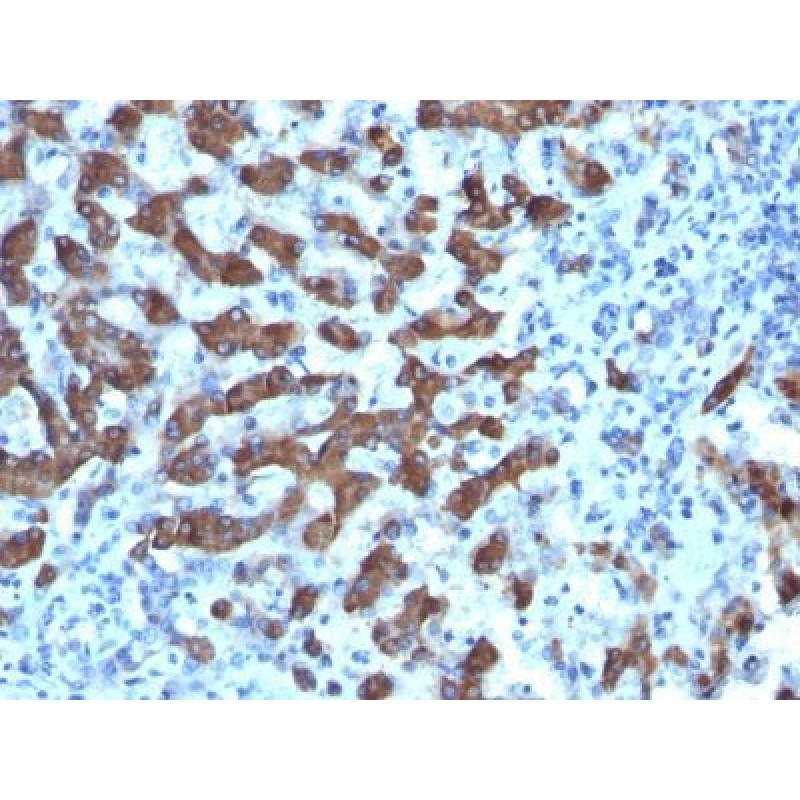 Hepatocyte Specific(CPS1/1022), CF640R conjugate, 0.1mg/mL