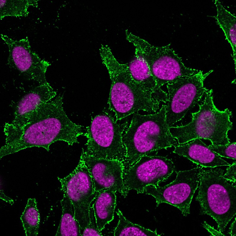 CD44 Standard(DF1485), CF640R conjugate, 0.1mg/mL
