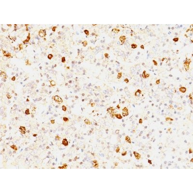 FSH beta(FSHb/1062), CF640R conjugate, 0.1mg/mL
