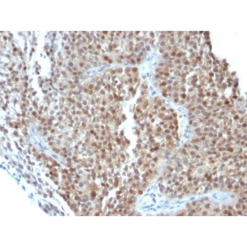 p21 / WAF1(CIP1/823 + DCS-60.2), CF640R conjugate, 0.1mg/mL