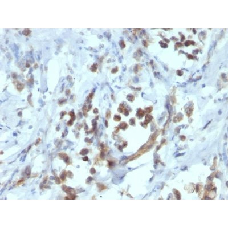 PAX6(PAX6/1166), CF640R conjugate, 0.1mg/mL