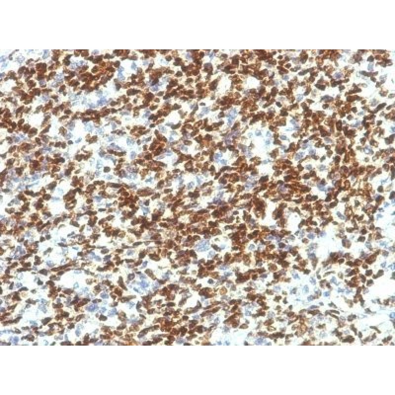 PAX7 (PAX7/1187), CF640R conjugate, 0.1mg/mL