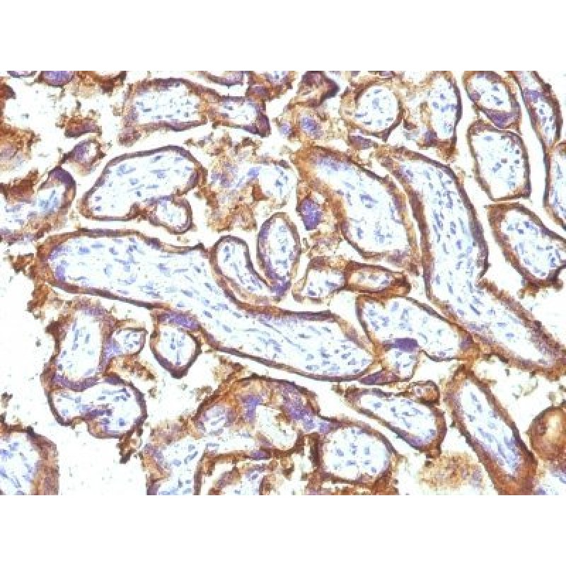 EGFR(GFR1195 + 31G7), CF640R conjugate, 0.1mg/mL