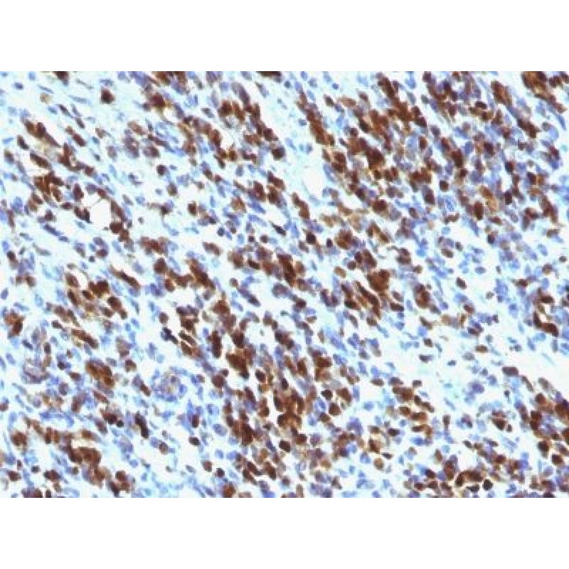 Myogenin(MGN185 + F5D), CF640R conjugate, 0.1mg/mL