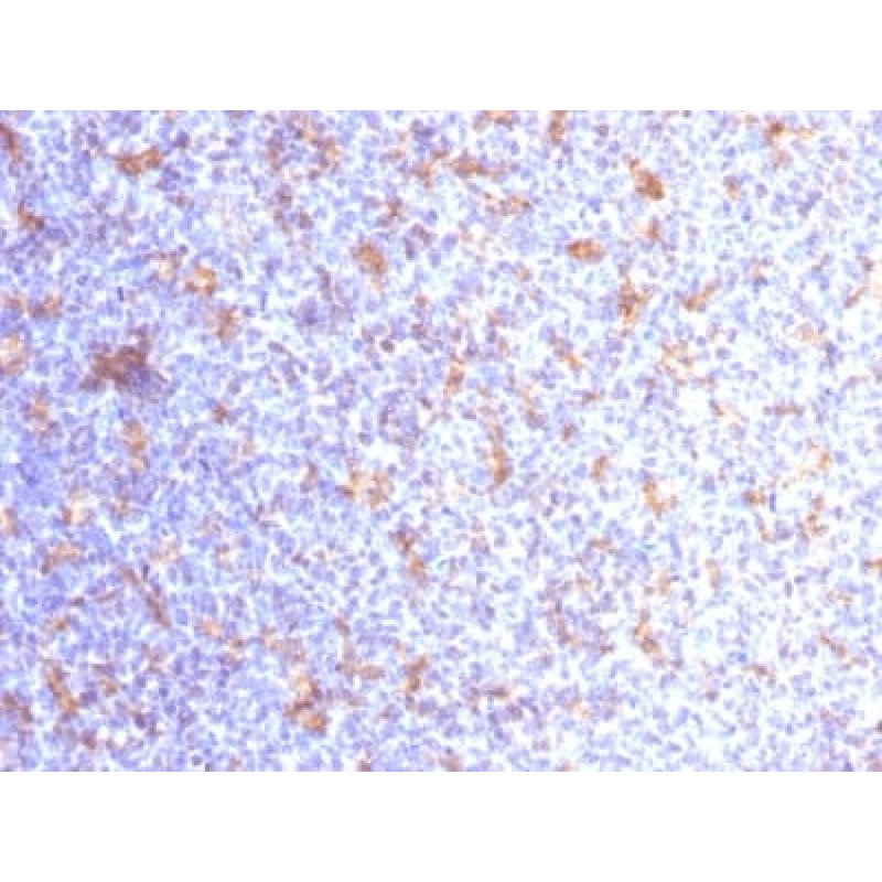 VEGI (Vascular Endothelial Growth Inhibitor) (VEGI/1283), CF640R conjugate, 0.1mg/mL