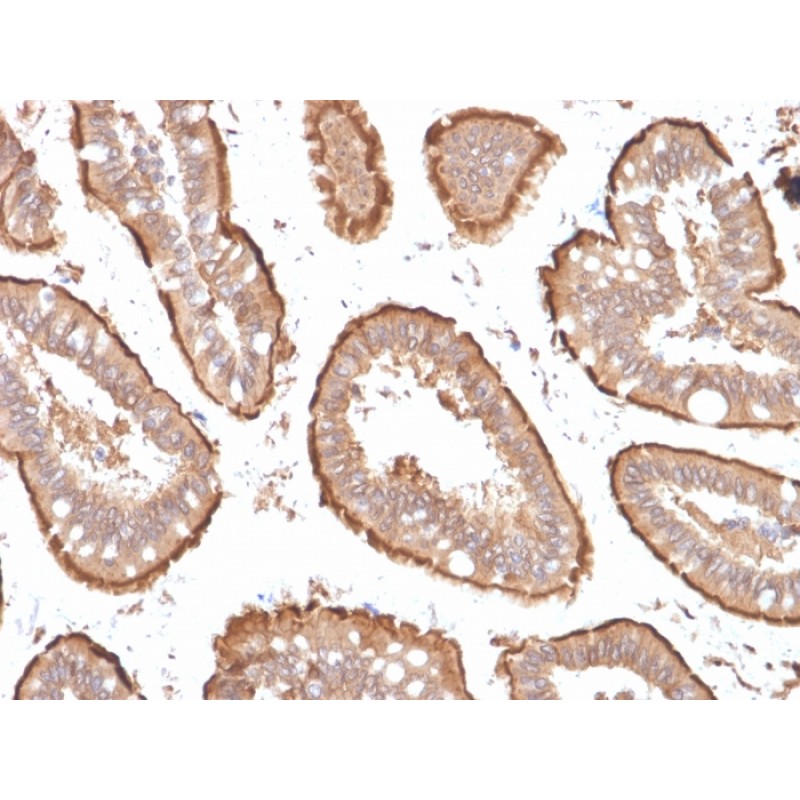 Villin (GI-Mucosal & Urogenital Brush Border Marker)(VIL1/1314 + VIL1/2376), CF640R conjugate, 0.1mg/mL