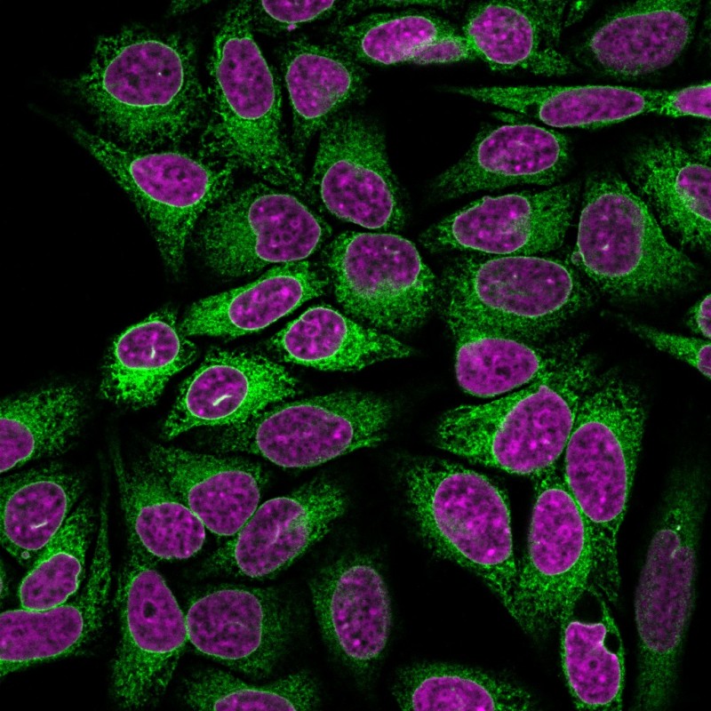 Calnexin (Endoplasmic Reticulum Marker) (CANX/1541), CF640R conjugate, 0.1mg/mL