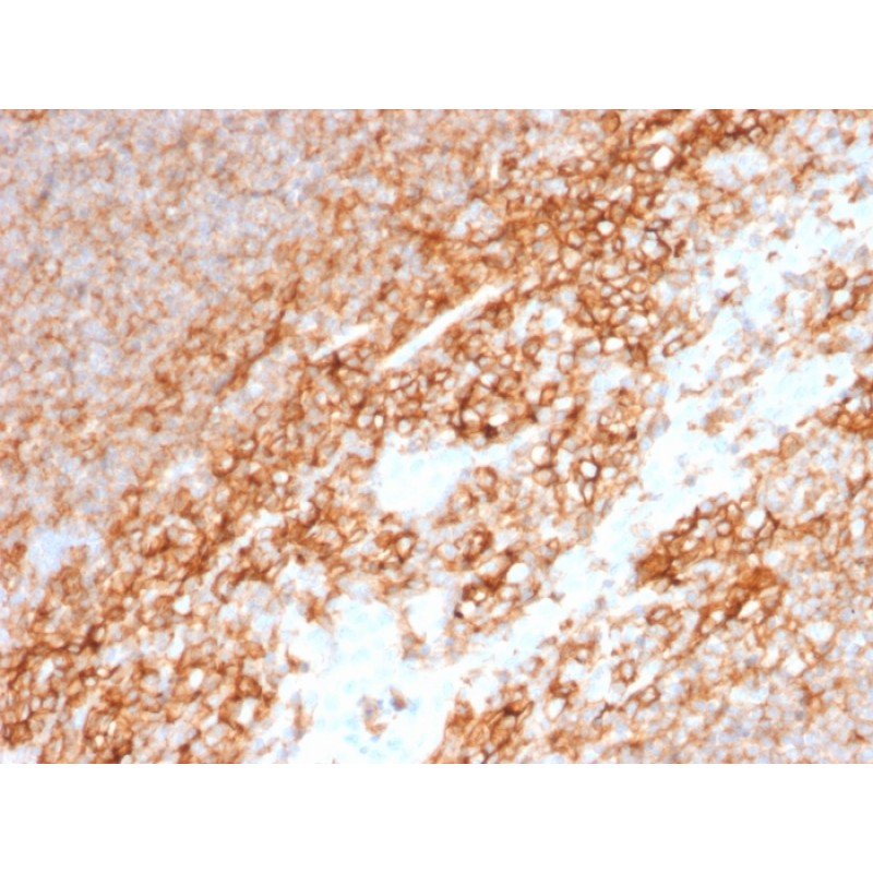 CD44 / HCAM Std.(BU75), CF640R conjugate, 0.1mg/mL