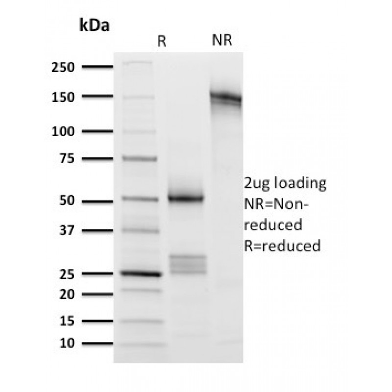 CD8A (Cytotoxic- & Suppressor T-Cell Marker)(UCHT4), CF640R conjugate, 0.1mg/mL