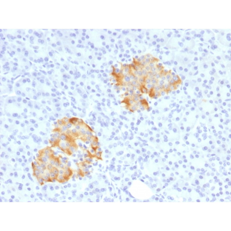 TNF-alpha (Tumor Necrosis Factor alpha), CF640R conjugate, 0.1mg/mL