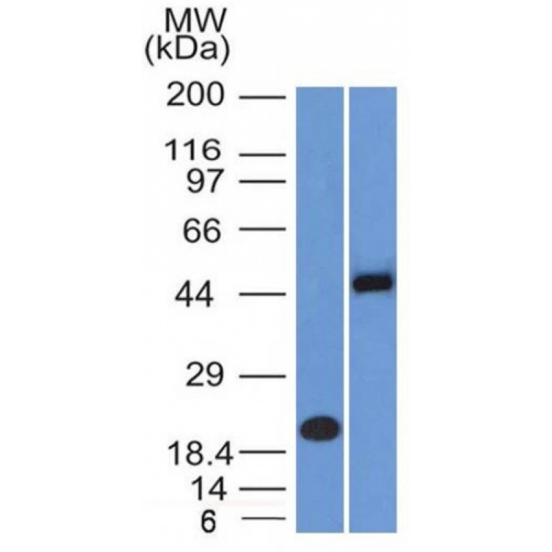 PAX8 (Renal Cell Marker)(PAX8/1491 + PAX8/1492), CF640R conjugate, 0.1mg/mL