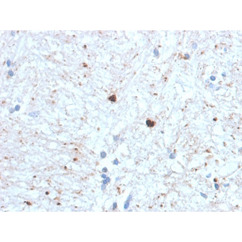 Ubiquitin (Autophagy Marker) (UBB/1748), CF640R conjugate, 0.1mg/mL