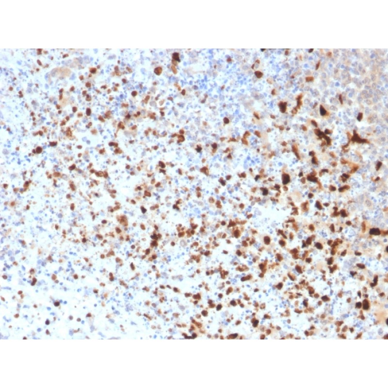 HSV1 (Herpes Simplex Virus Type I)(10A3), CF640R conjugate, 0.1mg/mL