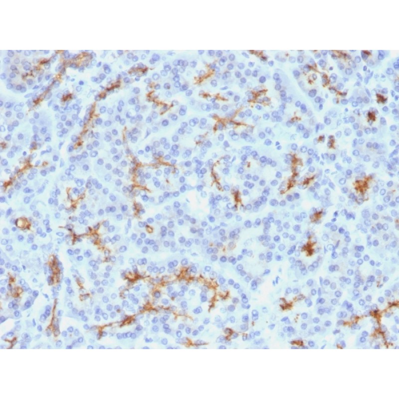 CFTR (Cystic Fibrosis Transmembrane Conductance Regulator)(M3A7), CF640R conjugate, 0.1mg/mL