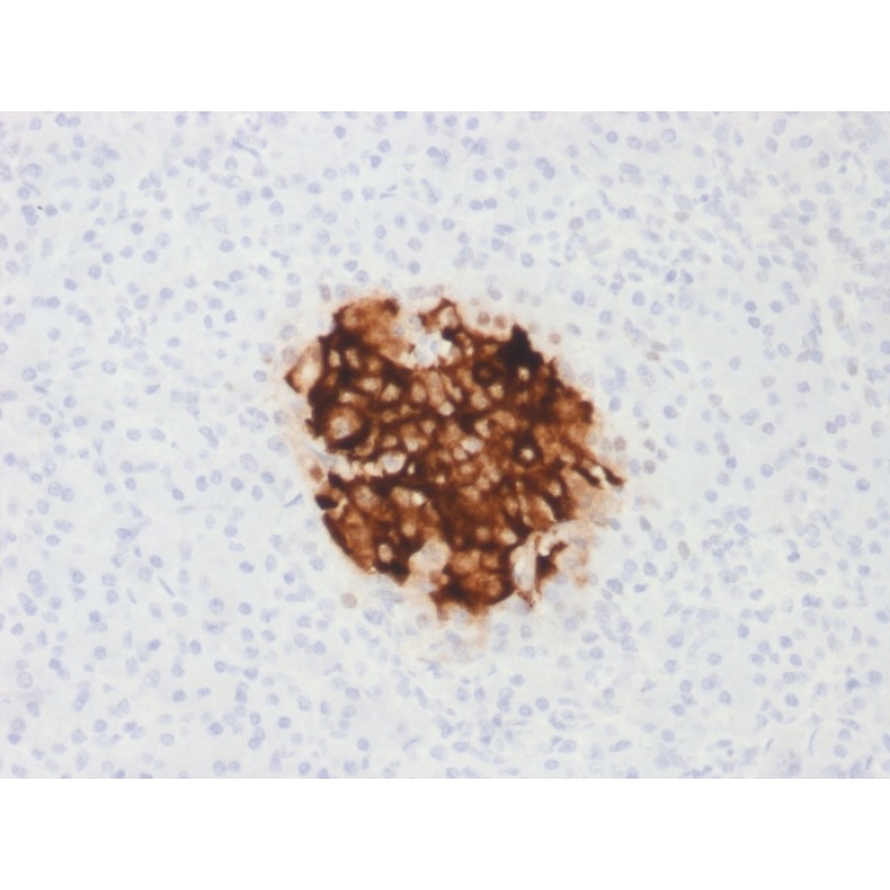 Insulin / IRDN (beta-Cell & Insulinoma Marker) (rIRDN/805), CF640R conjugate, 0.1mg/mL