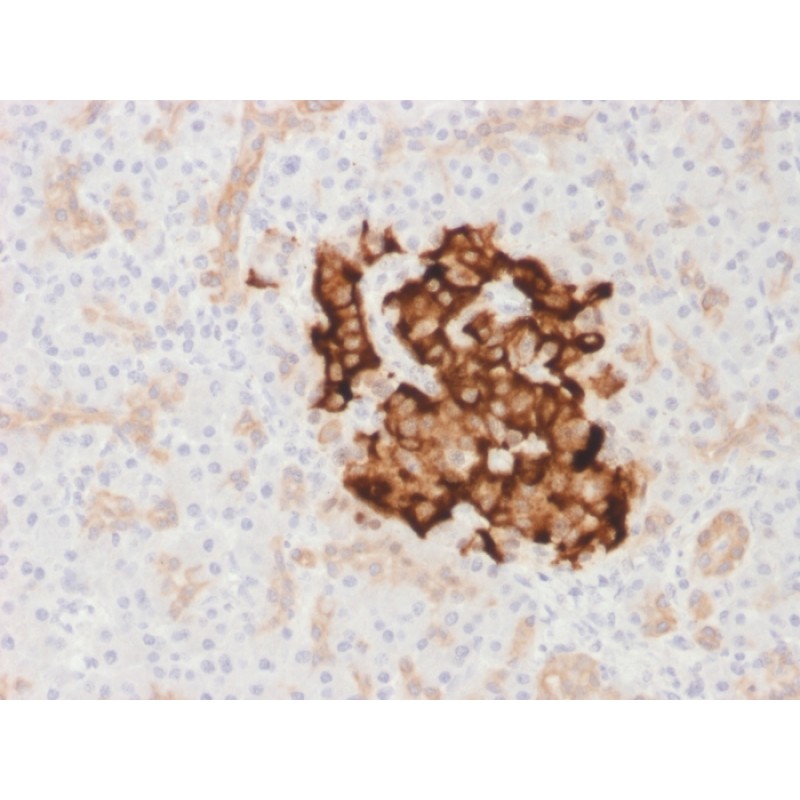 Insulin / IRDN (beta-Cell & Insulinoma Marker) (IRDN/1980R), CF640R conjugate, 0.1mg/mL