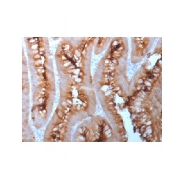 Biotium BNC401983-100, Carcinoembryonic Antigen (CEA) / CD66 (C66/1983R), CF640R conjugate, 0.1mg/mL