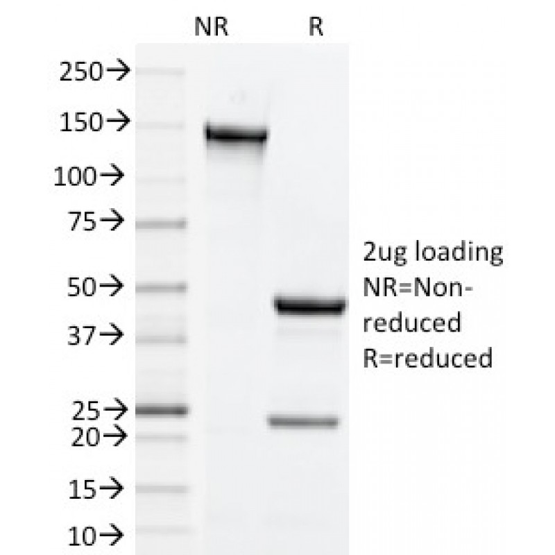Biotium BNC402004-500, CD134, Mouse (OX40)(OX-86), CF640R conjugate, 0.1mg/mL