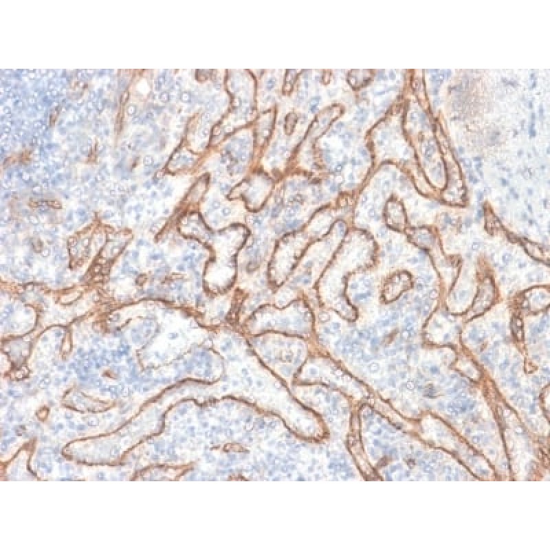 Biotium BNC402030-500, Catenin, beta (CTNNB1) (CTNNB1/2030R), CF640R conjugate, 0.1mg/mL