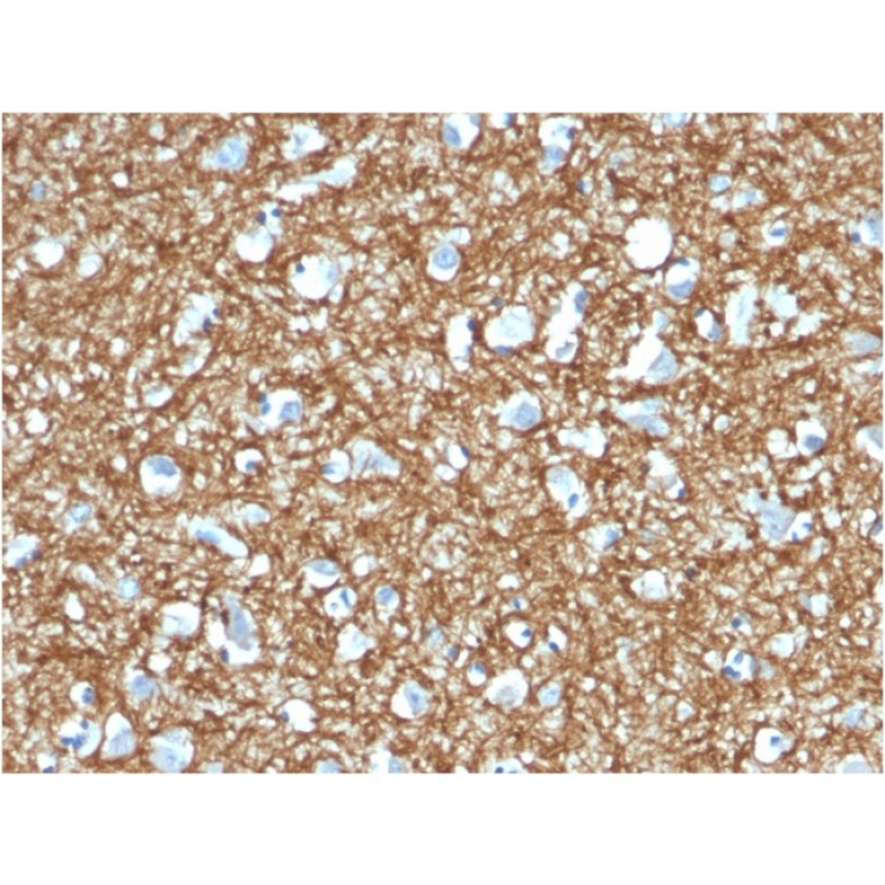 p14ARF(4C6/4), CF640R conjugate, 0.1mg/mL