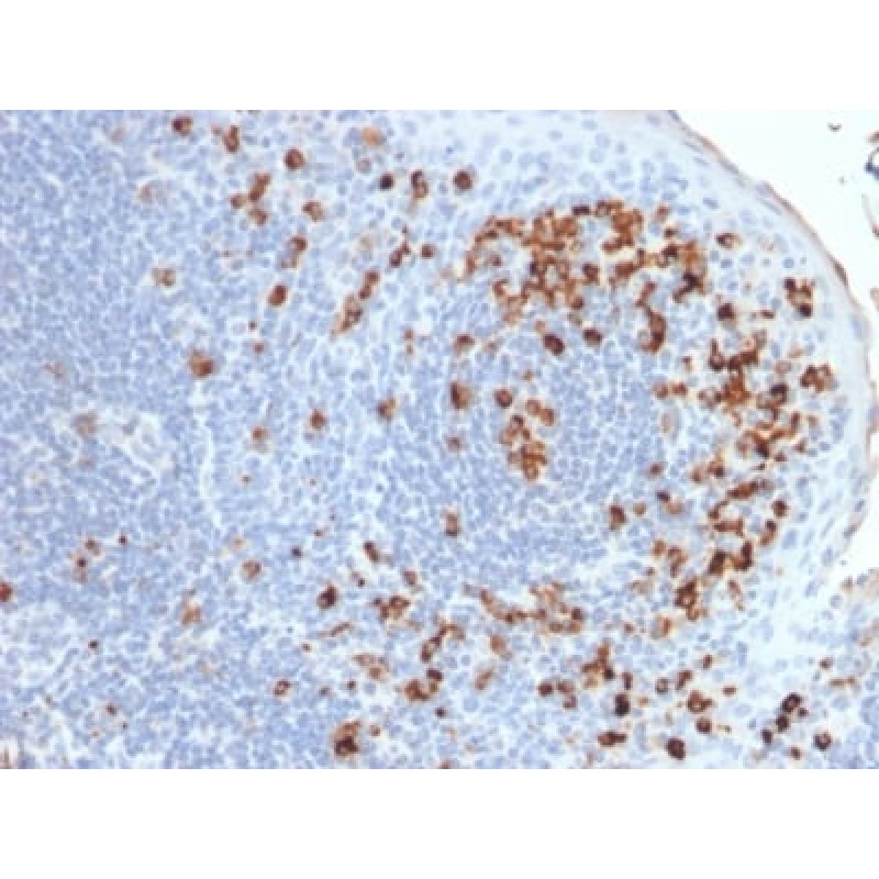 Human Kappa Light Chain (B-Cell Marker) (rKLC264), CF640R conjugate, 0.1mg/mL