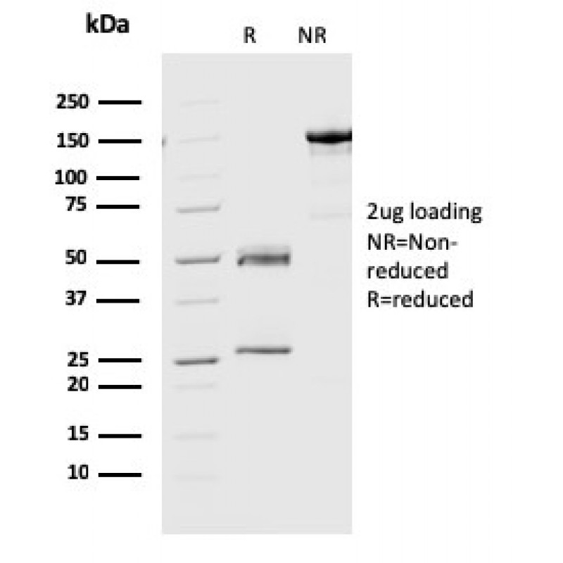 Geminin / DNA Replication Inhibitor(CPTC-GMMN-1), CF640R conjugate, 0.1mg/mL