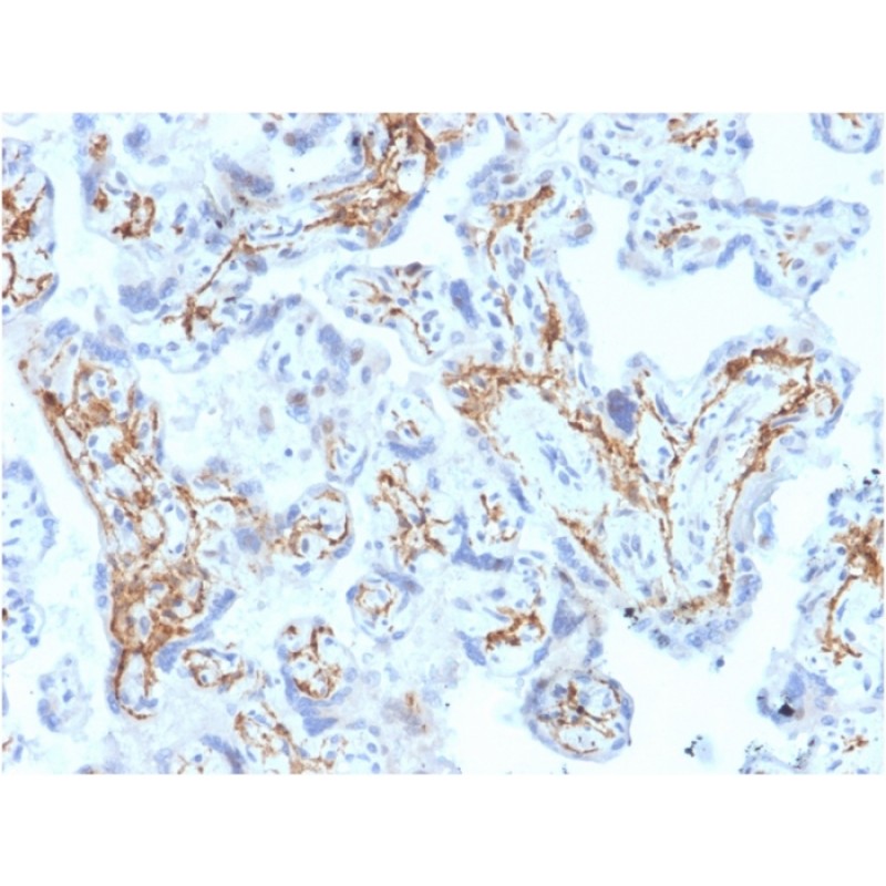 Glutathione S-Transferase Mu1 (GSTM1)(CPTC-GSTMu1-3), CF640R conjugate, 0.1mg/mL