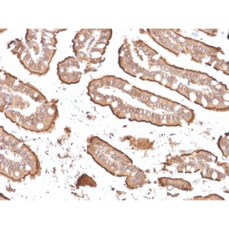 Villin (GI-Mucosal & Urogenital Brush Border Marker) (rVIL1/1325), CF640R conjugate, 0.1mg/mL