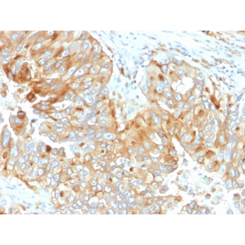 HLA-DRB (MHC II)(DA2), CF640R conjugate, 0.1mg/mL