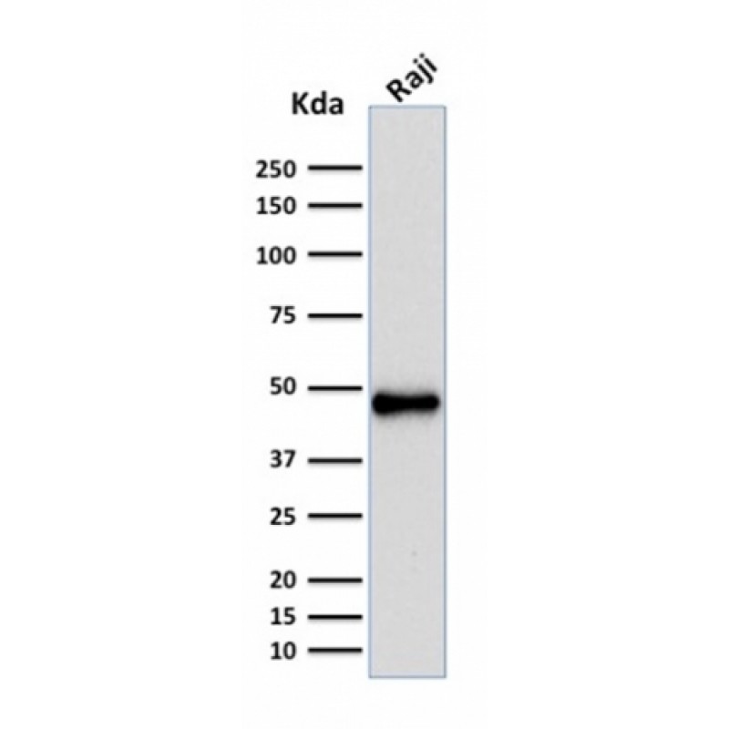PAX5 / BSAP (Early B-Cell Marker)(rPAX5/2060), CF640R conjugate, 0.1mg/mL