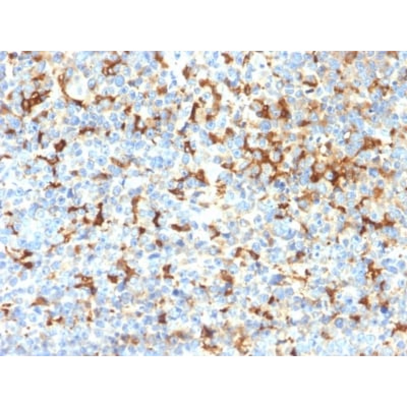 Tyrosinase-Related Protein-1 (TYRP-1) (Melanoma Marker) (TYRP1/2340R), CF640R conjugate, 0.1mg/mL
