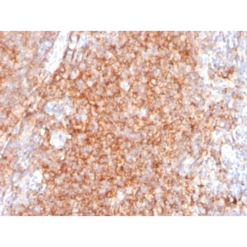 Biotium BNC402383-100, CD40 / TNFRSF5 / CD40L-Receptor (C40/2383), CF640R conjugate, 0.1mg/mL