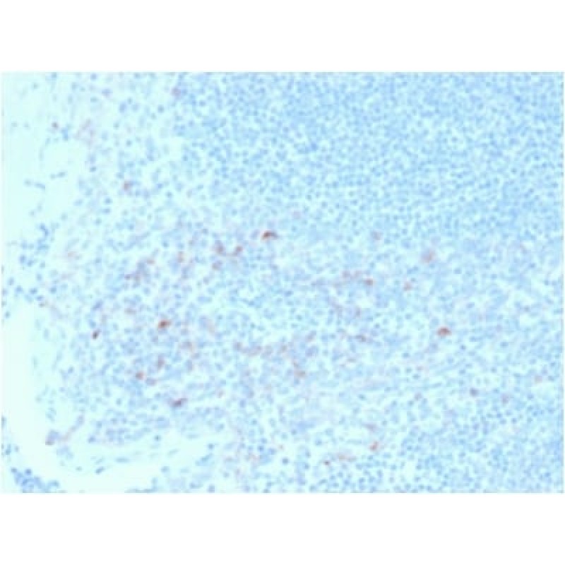 Biotium BNC402395-100, CD25/ IL2RA (Activated Lymphocyte Marker) (IL2RA/2395), CF640R conjugate, 0.1mg/mL