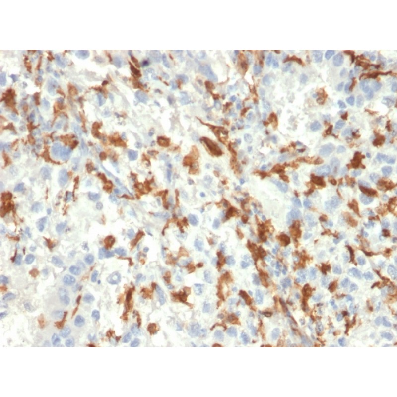Biotium BNC402493-100, AIF1 / Iba1 (Microglia Marker)(AIF1/2493), CF640R conjugate, 0.1mg/mL