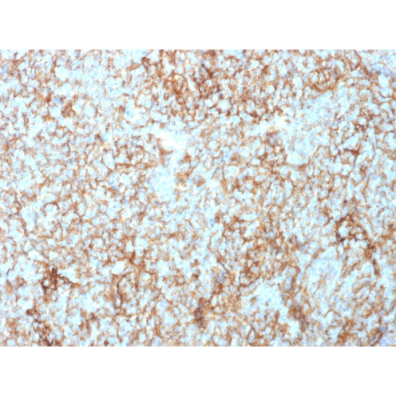 CD73 (Immuno-Oncology Target)(NT5E/2503), CF640R conjugate, 0.1mg/mL