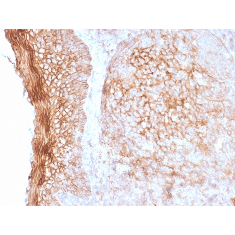 CD73 (Immuno-Oncology Target)(NT5E/2505), CF640R conjugate, 0.1mg/mL