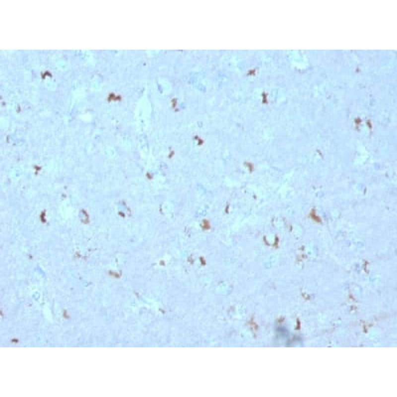 GAD1 / GAD67 (GABAergic Neuronal Marker) (GAD1/2563), CF640R conjugate, 0.1mg/mL