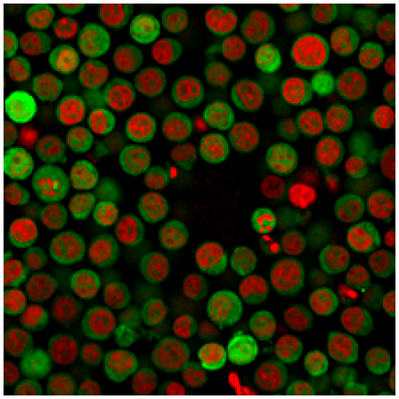 PD-L1 / PDCD1LG1 / CD274 / B7-H1 (Cancer Immunotherapy Target) (PDL1/2746), CF640R conjugate, 0.1mg/mL