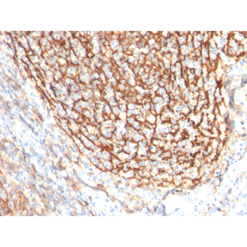Biotium BNC402754-100, CD21 (Mature B-Cell & Follicular Dendritic Cell Marker)(CR2/2754), CF640R conjugate, 0.1mg/mL