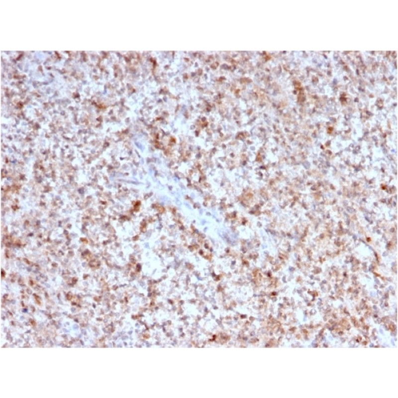 Biotium BNC402763-100, CD40 Ligand / CD154 / TRAP1 (Activation Marker of T-Lymphocytes)(CD40LG/2763), CF640R conjugate, 0.1mg/mL