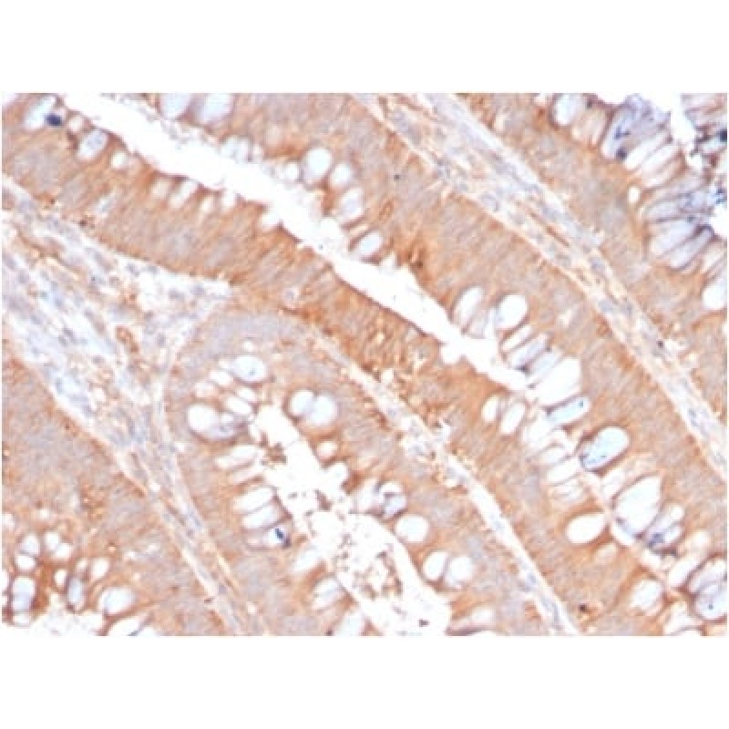 CD59 / Complement Regulatory Protein / Protectin (MACIF/2867R), CF640R conjugate, 0.1mg/mL