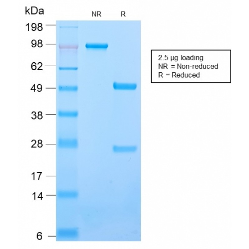 CD50 / ICAM3(ICAM3/2873R), CF640R conjugate, 0.1mg/mL