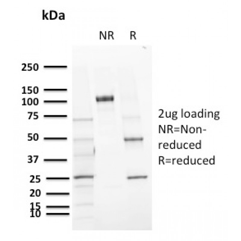 CD72 (B Cell Marker)(BU40), CF640R conjugate, 0.1mg/mL