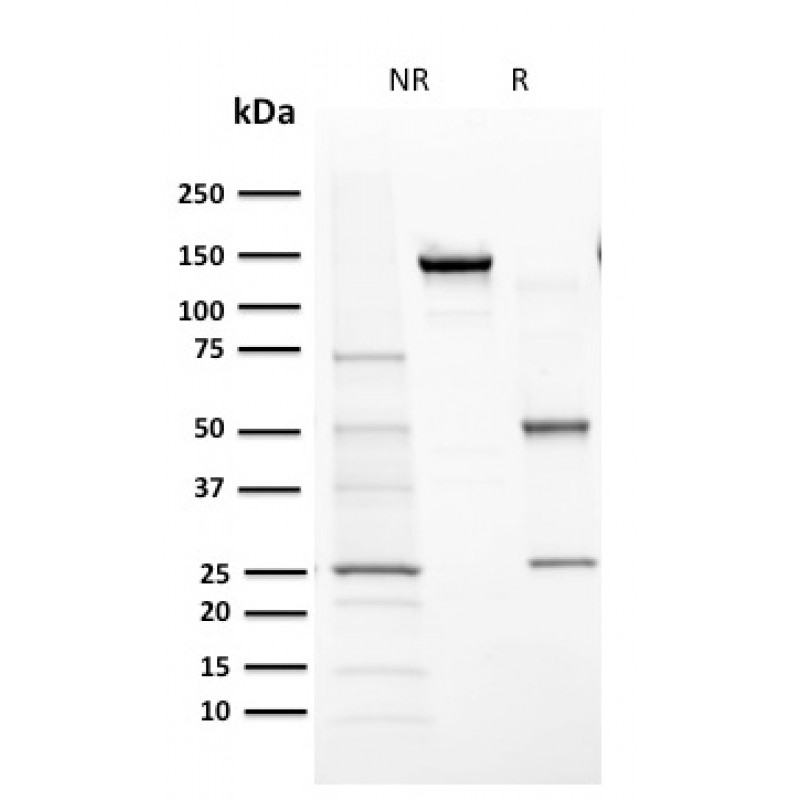 Cytochrome P450 1A1/1A2(MC1), CF640R conjugate, 0.1mg/mL