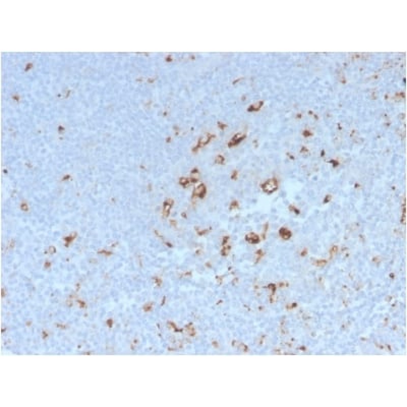 CD68 (Macrophage Marker) (C68/2908R), CF640R conjugate, 0.1mg/mL