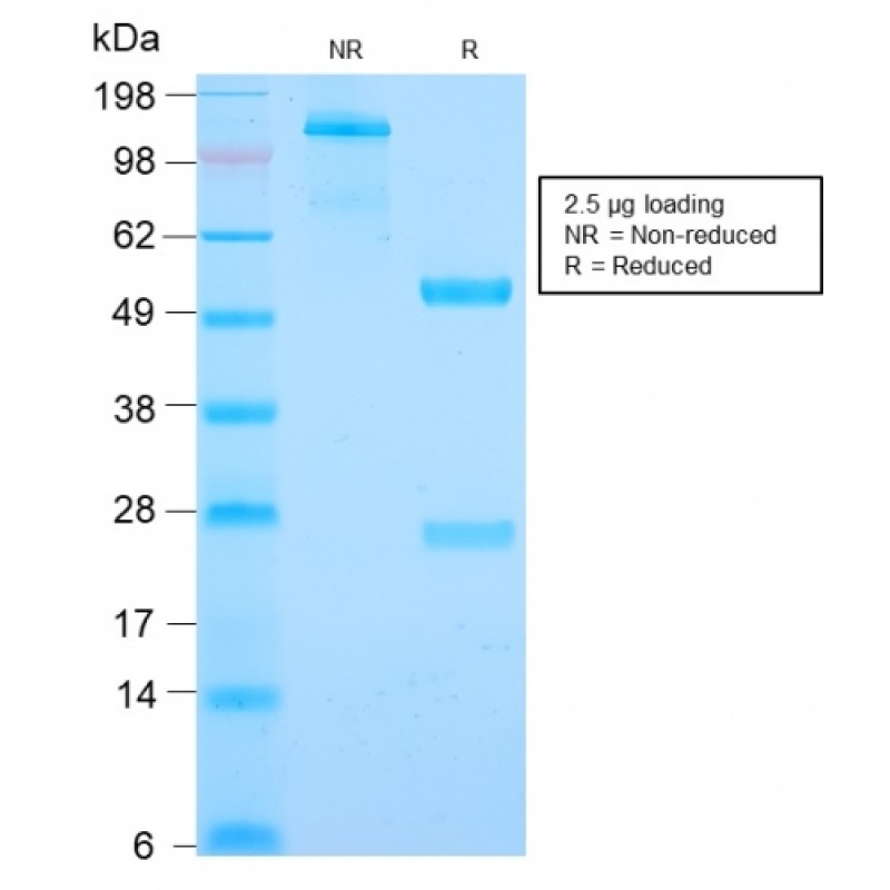 Cyclin B1 (G2- & M-phase Cyclin)(CCNB1/2978R), CF640R conjugate, 0.1mg/mL