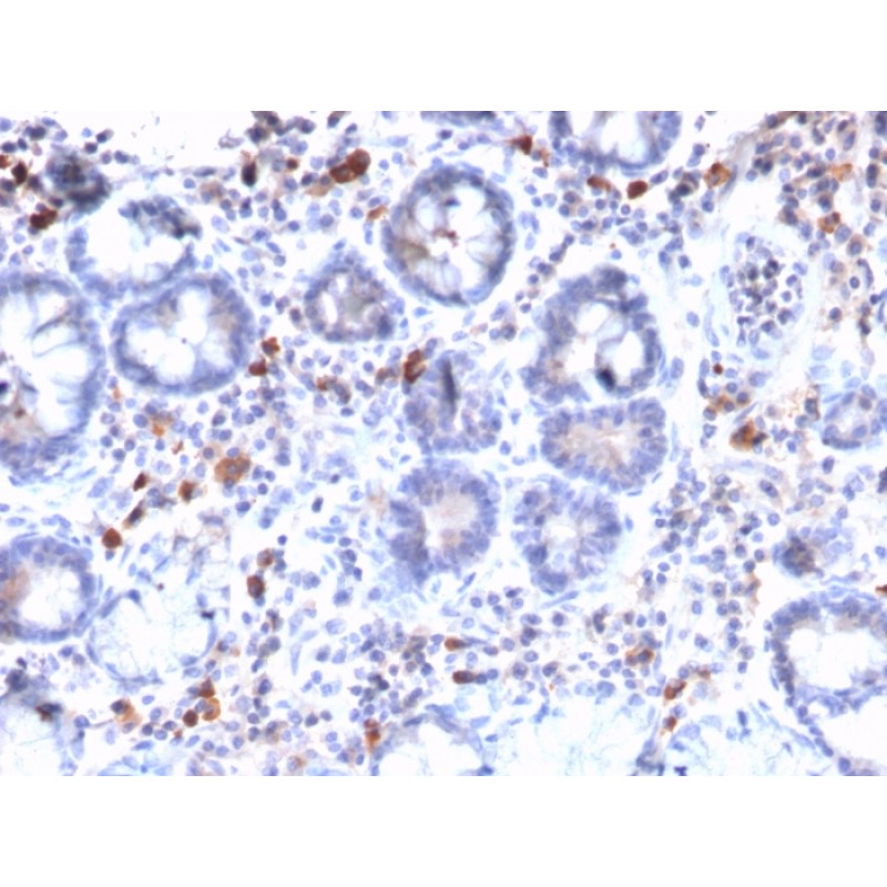 MUC3 (Mucin 3)(MUC3/2992R), CF640R conjugate, 0.1mg/mL