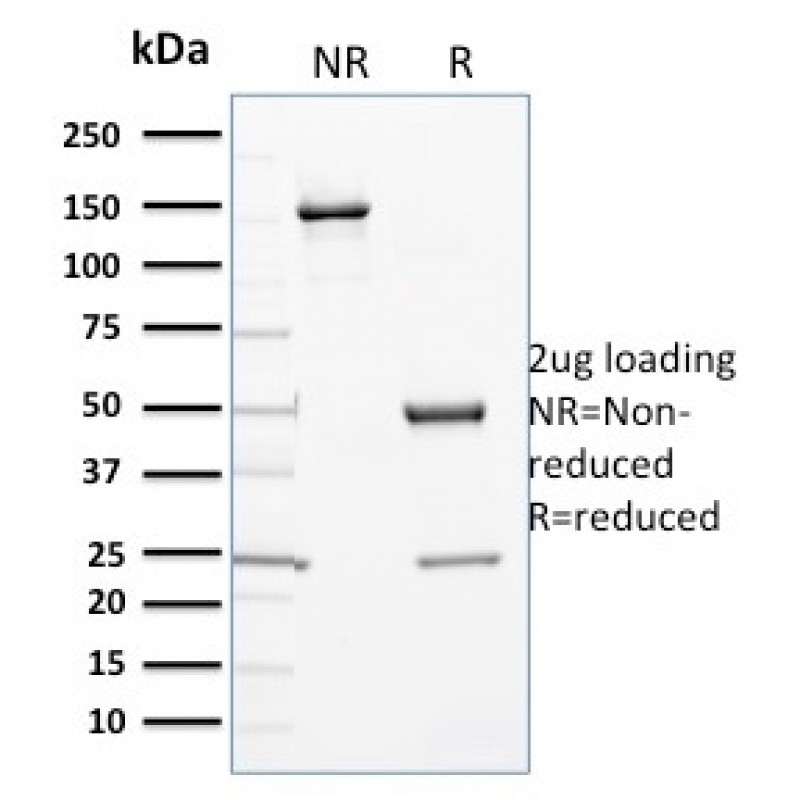 Cytochrome P450 3A1 / CYP3A1(P6), CF640R conjugate, 0.1mg/mL